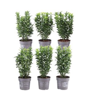 1 Meter Groene Kardinaalsmuts Haag - Euonymus Japonicus 'Green Spire' - Set Van 6 Winterharde Haagplanten - Groenblijvende Haag