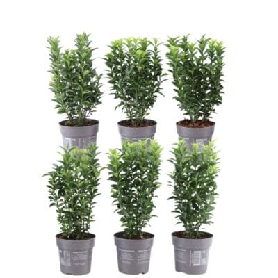 1 Meter Groene Kardinaalsmuts Haag - Euonymus Japonicus 'Green Spire' - Set Van 6 Winterharde Haagplanten - Groenblijvende Haag