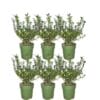 1 Meter Hulst Haagplanten - Ilex Crenata (buxus vervanger) groenblijvend - 6 stuks