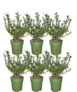 1 Meter Hulst Haagplanten - Ilex Crenata (buxus vervanger) groenblijvend - 6 stuks