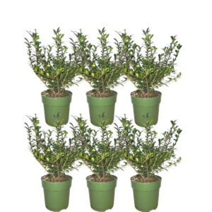 1 Meter Hulst Haagplanten - Ilex Crenata (buxus vervanger) groenblijvend - 6 stuks