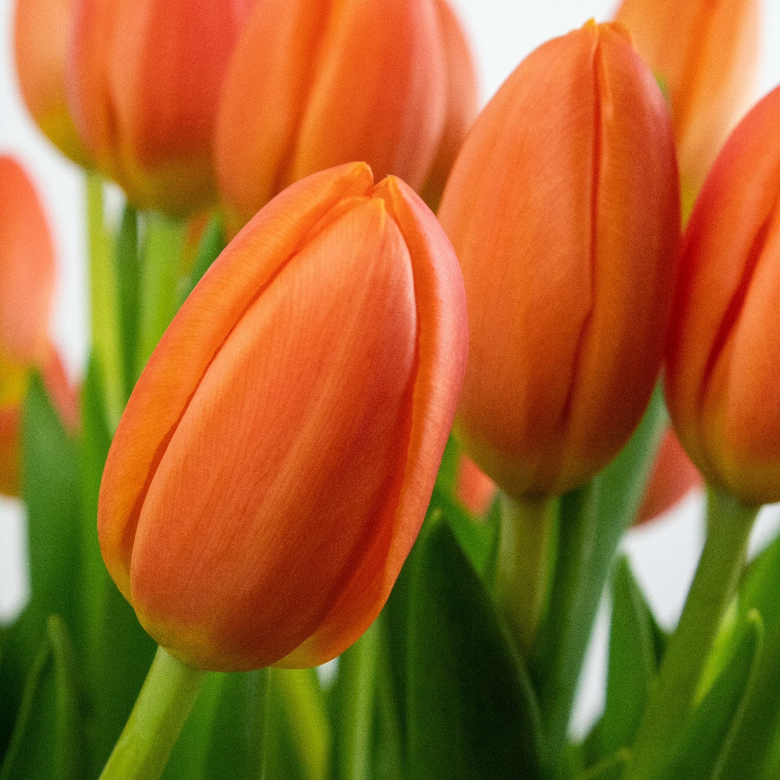 Oranje Brievenbus Tulpen 10 stuks - Afbeelding 4