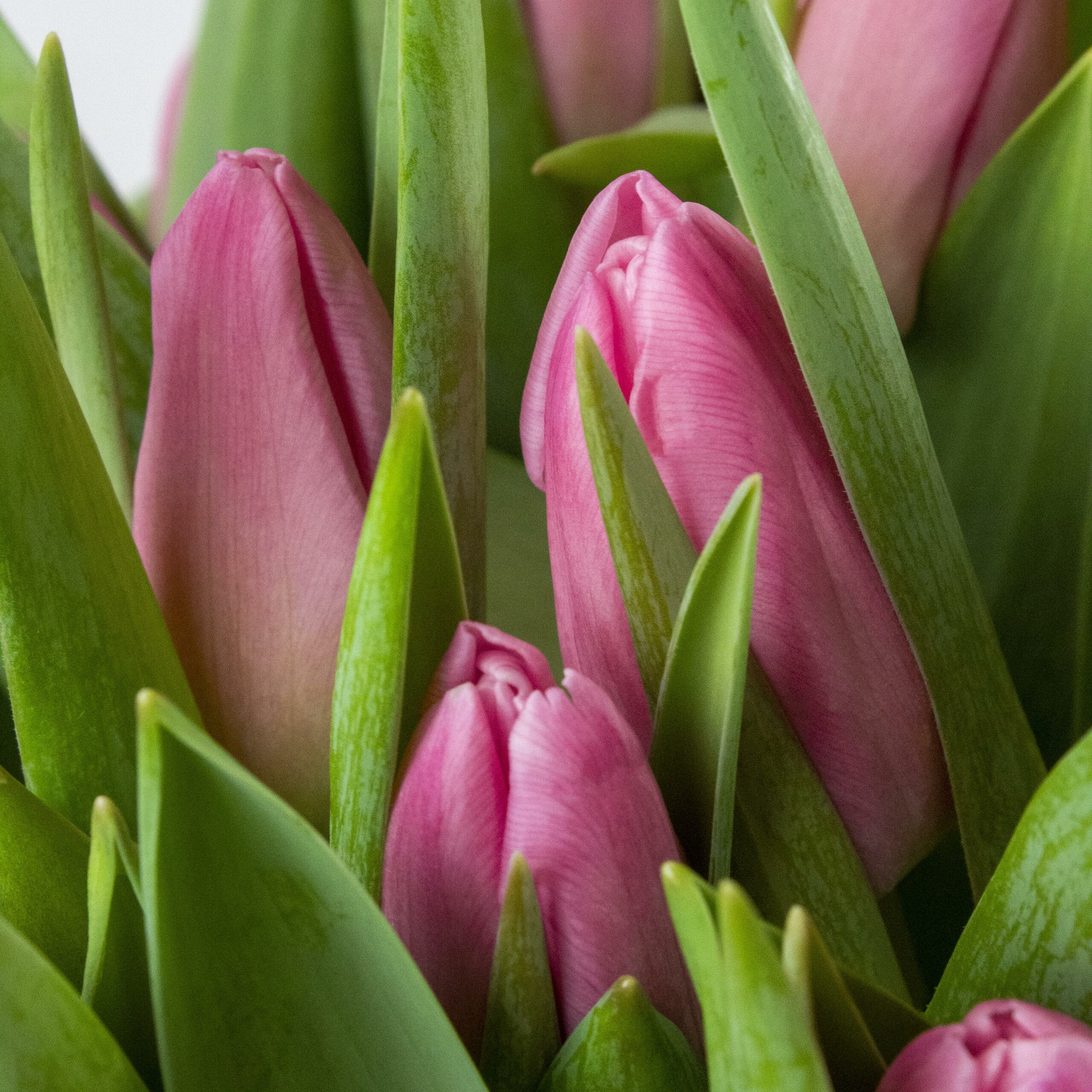 Roze Brievenbus Tulpen 10 stuks - Afbeelding 4