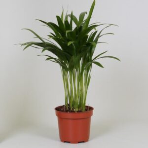 Areca Dypsis ↑ 35 cm ⌀ 12