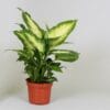 Dieffenbachia 'Camilla' ↑ 35 cm ⌀ 12
