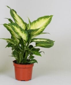 Dieffenbachia 'Camilla' ↑ 35 cm ⌀ 12
