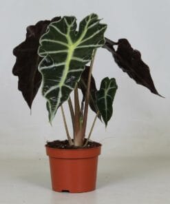 Alocasia 'Polly' ↑ 30 cm ⌀ 12