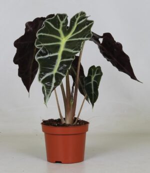 Alocasia 'Polly' ↑ 30 cm ⌀ 12