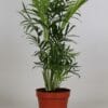 Chamaedorea Elegans ↑ 40 cm ⌀ 12