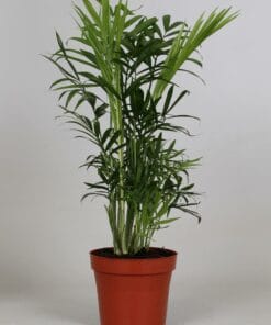 Chamaedorea Elegans ↑ 40 cm ⌀ 12