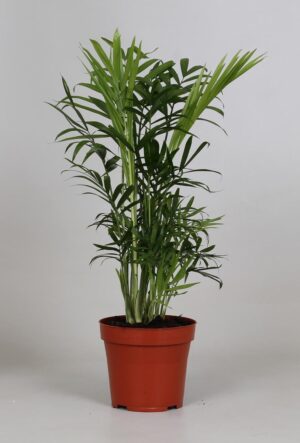 Chamaedorea Elegans ↑ 40 cm ⌀ 12