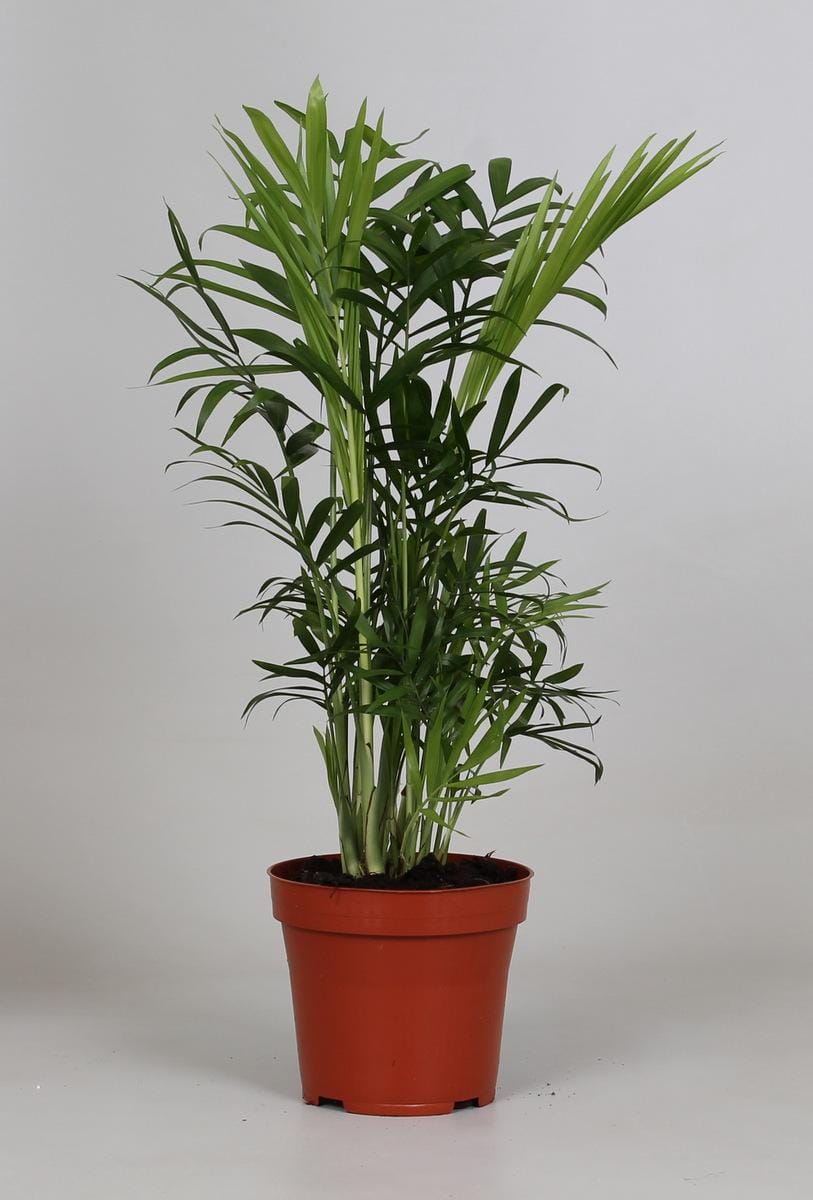 Chamaedorea Elegans ↑ 40 cm ⌀ 12