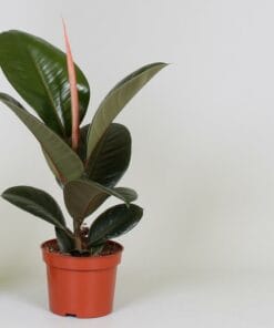 Ficus Elastica 'Robusta' ↑ 35 cm ⌀ 12