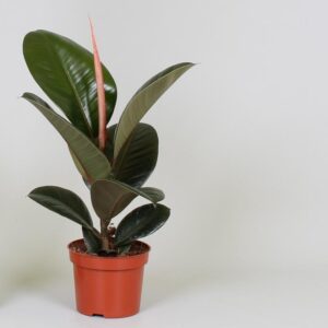 Ficus Elastica 'Robusta' ↑ 35 cm ⌀ 12