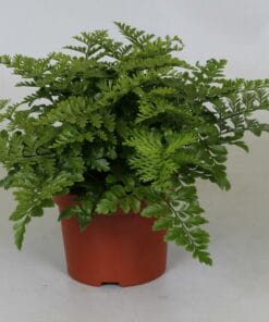 Asplenium Parvati ↑ 25 cm ⌀ 12
