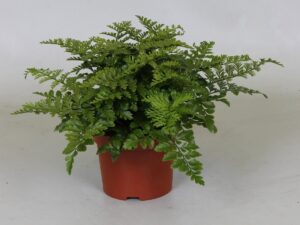 Asplenium Parvati ↑ 25 cm ⌀ 12