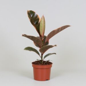 Ficus Elastica 'Belize' ↑ 30 cm ⌀ 12