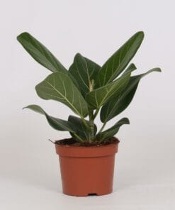 Ficus Bengalensis ↑ 25 cm ⌀ 12