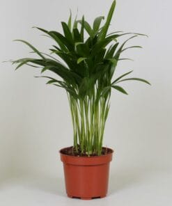 Areca Palm ↑ 35 cm ⌀ 12
