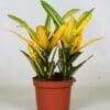Croton Sunny Star ↑ 30 cm ⌀ 12