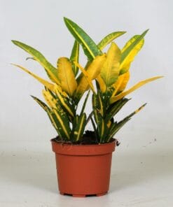 Croton Sunny Star ↑ 30 cm ⌀ 12