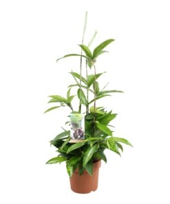 Dracaena Surculosa ↑ 55 cm ⌀ 15