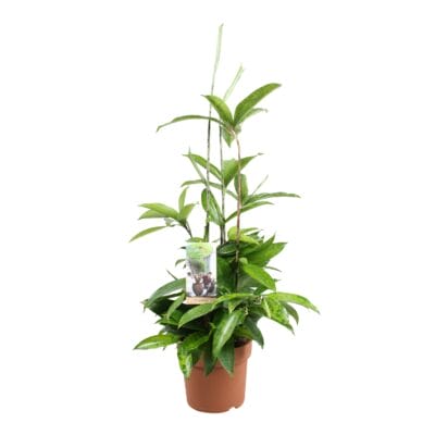 Dracaena Surculosa ↑ 55 cm ⌀ 15