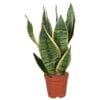 Sansevieria Futura Superba ↑ 40 cm ⌀ 12