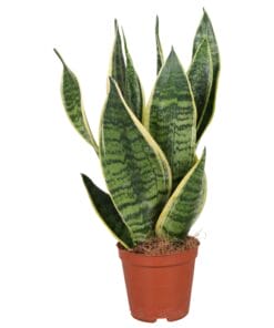 Sansevieria Futura Superba ↑ 40 cm ⌀ 12