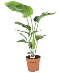 Strelitzia Nicolai ↑ 90 cm ⌀ 21