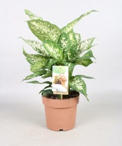 Dieffenbachia Compacta ↑ 45 cm ⌀ 17