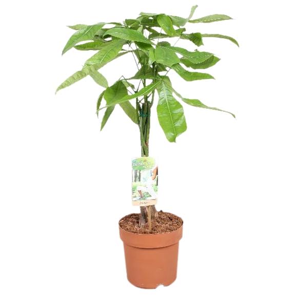 Pachira Aquatica Gevlochten Stam ↑ 60 cm ⌀ 17