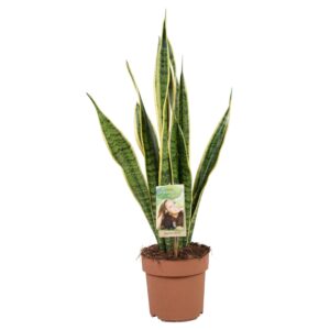 Sansevieria Laurentii ↑ 60 cm ⌀ 17
