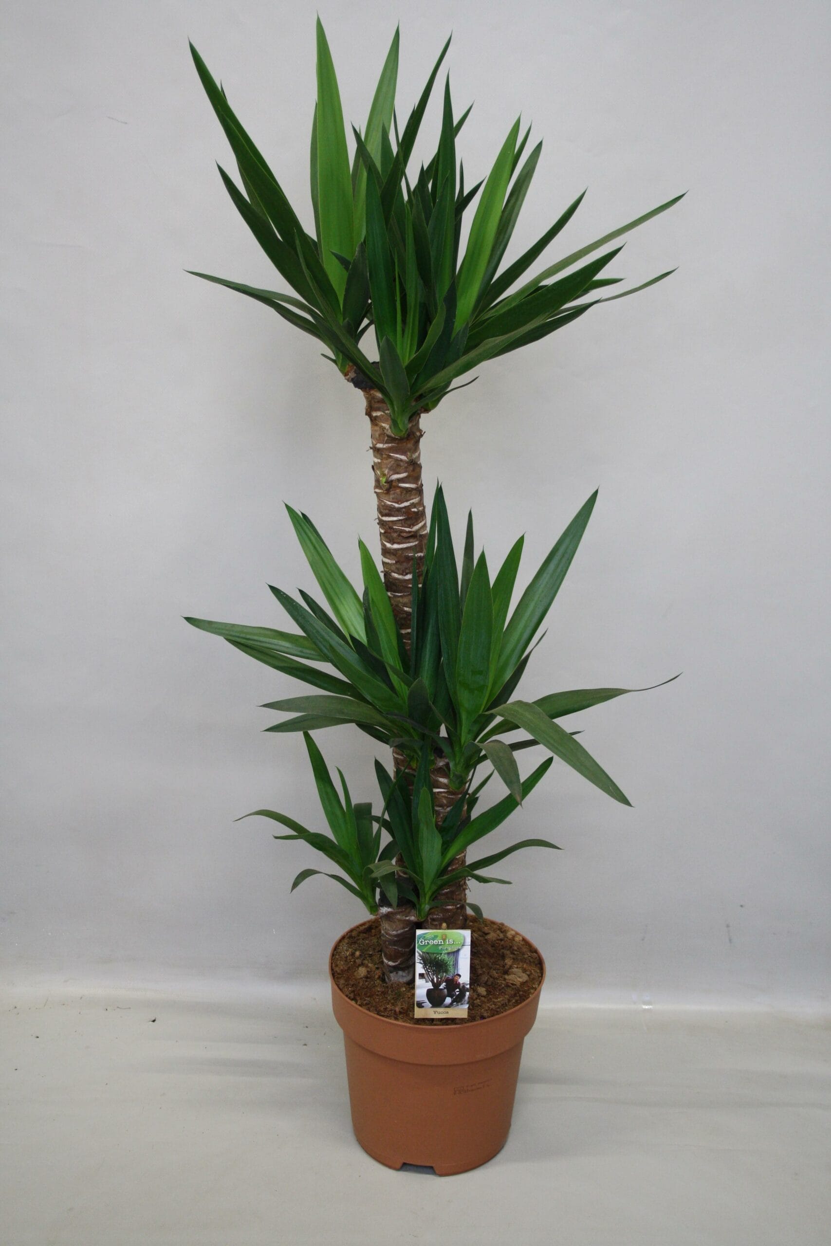 Yucca ↑ 130 cm ⌀ 27