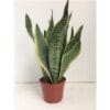Sansevieria Futura Superba ↑ 40 cm ⌀ 14