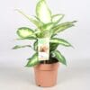 Dieffenbachia Camilla ↑ 45 cm ⌀ 17