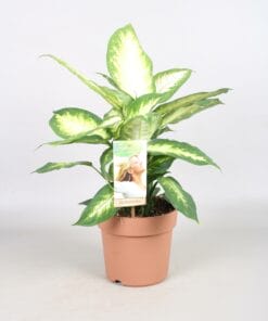 Dieffenbachia Camilla ↑ 45 cm ⌀ 17