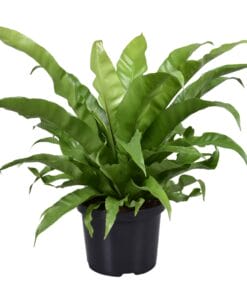 Asplenium Antiquum ↑ 60 cm ⌀ 23