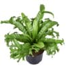 Asplenium Crissie↑ 55 cm ⌀ 23