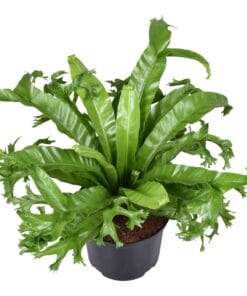 Asplenium Crissie↑ 55 cm ⌀ 23