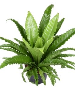 Asplenium Osaka ↑ 60 cm ⌀ 23