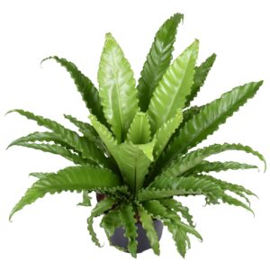 Asplenium Osaka ↑ 60 cm ⌀ 23