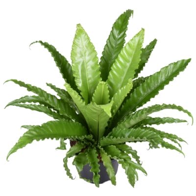 Asplenium Osaka ↑ 60 cm ⌀ 23