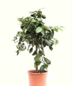 Citrus Lemon ↑ 80 cm ⌀ 22