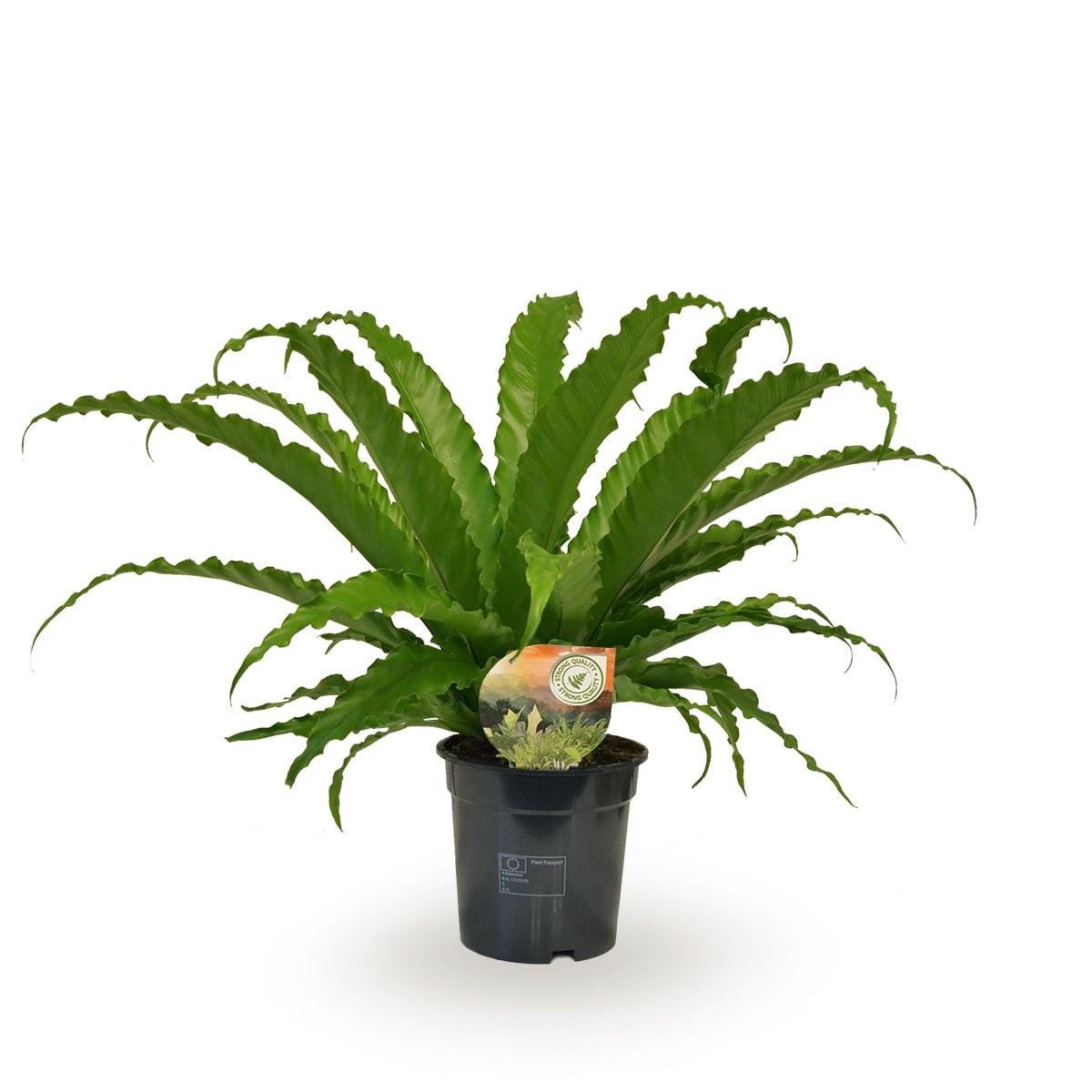 Asplenium Osaka ↑ 40 cm ⌀ 17