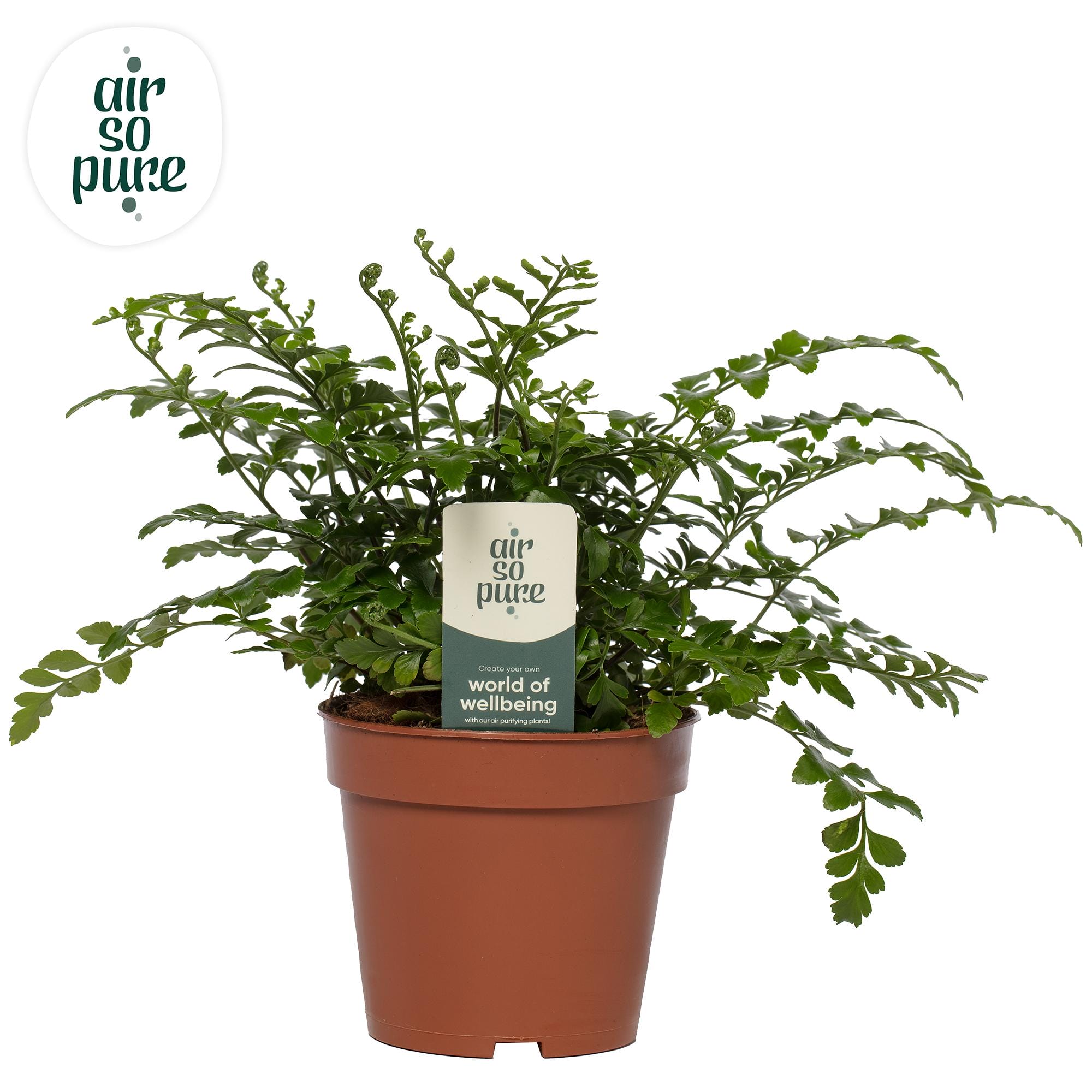 Asplenium Parvati - Air So Pure ↑ 25 cm ⌀ 12