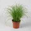 Kattengras - Cyperus Alternifolius ↑ 28 cm ⌀ 12