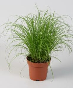 Kattengras - Cyperus Alternifolius ↑ 28 cm ⌀ 12