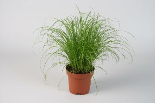 Kattengras - Cyperus Alternifolius ↑ 28 cm ⌀ 12