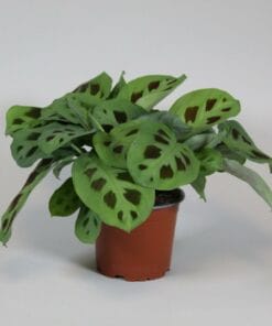 Maranta Leuconeura 'Kerchoveana' ↑ 30 cm ⌀ 12